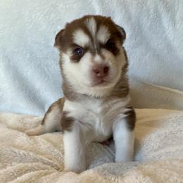 Bryn (Lavender) - Red and white female Siberian Husky puppy in Ellijay, Georgia from Appalachian Siberians LLC