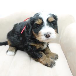 Taylor - Tri-color female Bernedoodle puppy in Saratoga Springs, Utah from Saratoga Springs Doodles