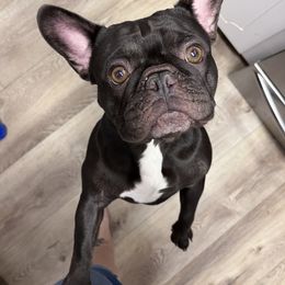 Josie-Belle - French Bulldog
