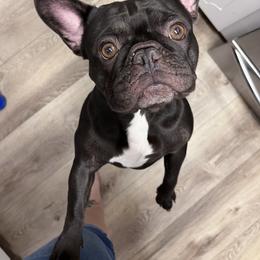 Josie-Belle - French Bulldog