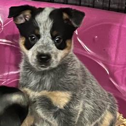 Girl 2 - Blue female Australian Cattle Dog puppy in Norton, Ohio from Australian Cattle Dog Company