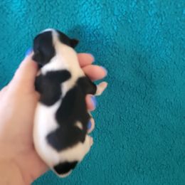 Biewer Terrier Puppies from Sonoran Biewer & Biro