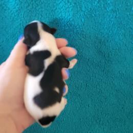 Biewer Terrier Puppies from Sonoran Biewer & Biro