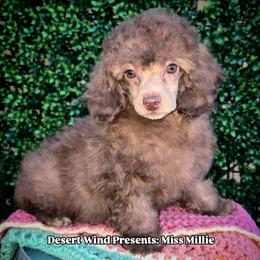 Millie - Sable female Aussiedoodle puppy in Dolan Springs, Arizona from High Desert Companions
