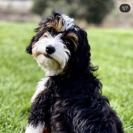 Denali - Bernedoodle