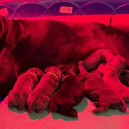 Magic - Gray female Cane Corso puppy in Houston, Texas from Mortaio Cane Corso