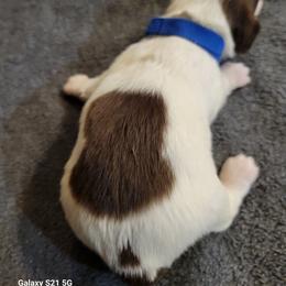 Dachshund Puppies from Weenies on the Lake