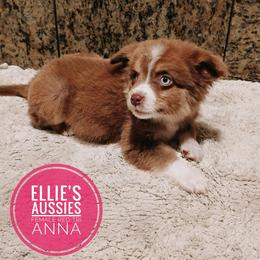Anna - Red tri female Miniature Australian Shepherd puppy in Kettle Falls, Washington from Ellie's Miniature Australian Shepherds
