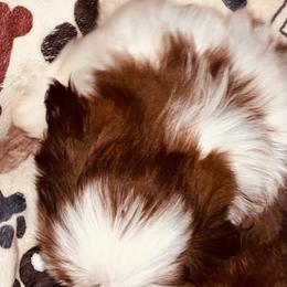 Duke - Red and white male Shih Tzu puppy in Troy, Virginia from Shihtzu by Tiamaria