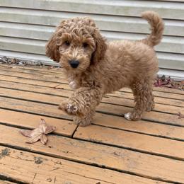 Goldendoodle puppies from Cozy Cove Goldendoodles