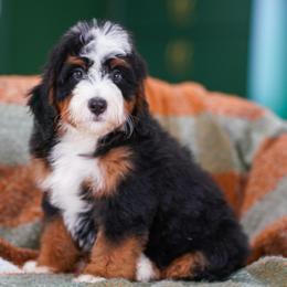 Arrow (socialization program student) - Tri-color male Bernedoodle puppy in Dundee, Ohio from Down Home Doodle