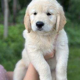Golden Retriever Puppies from Fields of Gold Retrievers