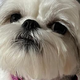 Shih Tzus from Brenda's Shih Tzus