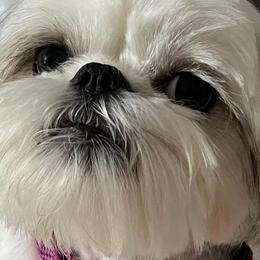 Shih Tzus from Brenda's Shih Tzus