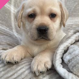 Dark pink - Yellow female Labrador Retriever puppy in Wilson’s, Virginia from Cedar Hill Farm Labradors