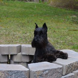 Wallie - Miniature Schnauzer
