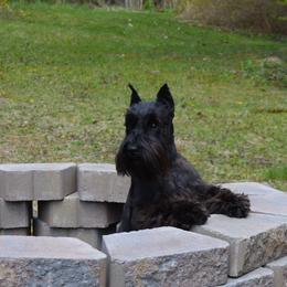 Wallie - Miniature Schnauzer