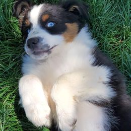 Australian Shepherd Puppies from Far Out Aussies