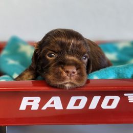 Dax - Chocolate male Cavalier King Charles Spaniel puppy in Marshfield, Missouri from Clearview Kennels