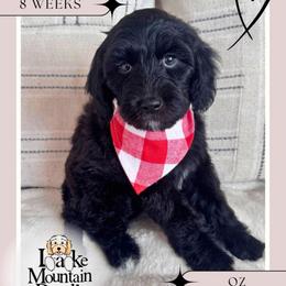 Oz - Black male Australian Labradoodle puppy in Eagle Mountain, Utah from Lake Mountain Doodle