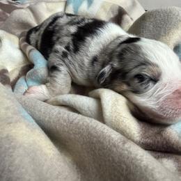 Boy 4-Blue Merle - Blue merle male Australian Shepherd puppy in Mayfield, Kentucky from Hamilton Farms