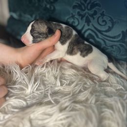 Des Moines - White and fawn brindle female Whippet puppy in Clinton, Tennessee from Ivanhoe Borzoi