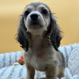 Cashmere - Cream female Dachshund puppy in Corona, California from ChezBeale