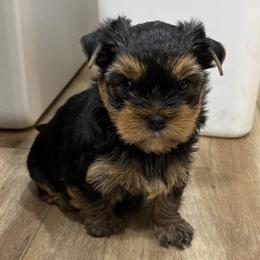 Robby - Blue and gold male Yorkshire Terrier puppy in Portland, Oregon from Bohemian Beauty Yorkshire Terrier