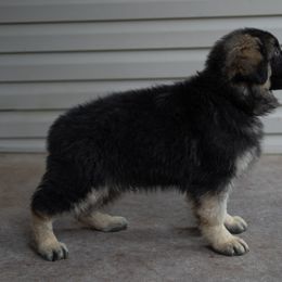 German Shepherd Puppies from Von Becks German Shepherds