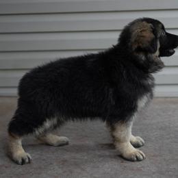 German Shepherd Puppies from Von Becks German Shepherds
