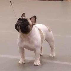 Royal - French Bulldog