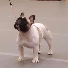 Royal - French Bulldog