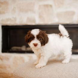 Rolo - Chocolate and white male Havapoo puppy in South Jordan, Utah from Lady Paws Puppies - Cassie