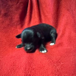 Black Tri Male - Black tri male Toy Australian Shepherd puppy in Billings, Montana from Chapman's Aussies
