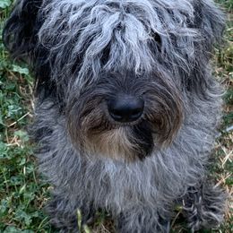 Aussiedoodles, Australian Shepherds, Miniature Australian Shepherds, and Poodles from Albright Hobby Farm