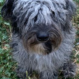 Aussiedoodles, Australian Shepherds, Miniature Australian Shepherds, and Poodles from Albright Hobby Farm