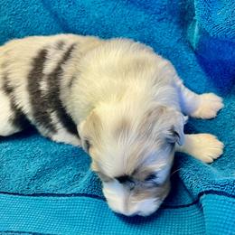 Butch - Blue merle male Australian Shepherd puppy in Monroe, Utah from Shawnkara Australian Shepherds & Miniature American Shepherds