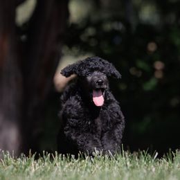 Poodle Puppies from Mystic Moon Poodles
