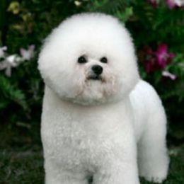 Bichon Frises from Legend Bichons