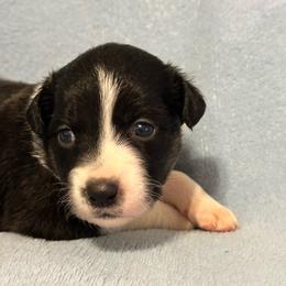 Bluey - Black tri-color female Australian Shepherd puppy in Monroe, North Carolina from Meekey Family Aussies