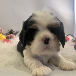 Cavalier King Charles Spaniel Puppies from RobinCreek Cavaliers