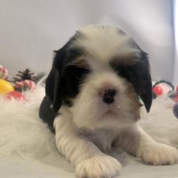 Cavalier King Charles Spaniel Puppies from RobinCreek Cavaliers