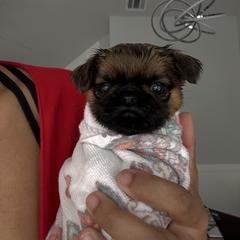 Brussels Griffon Puppies from Griffs & Co.