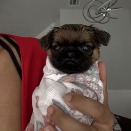 Brussels Griffon Puppies from Griffs & Co.
