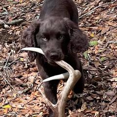 Boykin Spaniels from Show Me Boykins