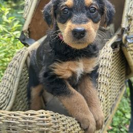 Sally aka Miss Pink - Black and tan female Airedale Terrier puppy in Mooresville, North Carolina from Farm 55