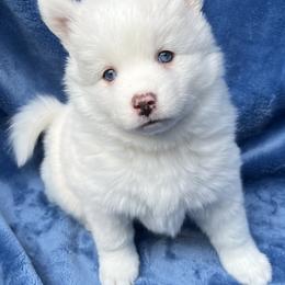 Pomsky Puppies from Granite State Pomskies