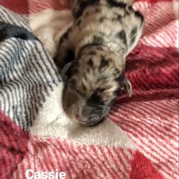 Cassie - Miniature Australian Shepherd puppy in Roseville, California from Golden State Mini Aussies