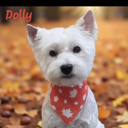 Dolly - West Highland White Terrier
