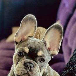French Bulldog All Grown Up from Ross Family Frenchies
